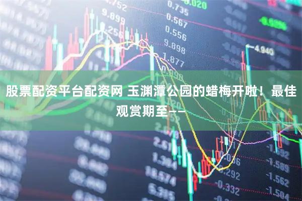 股票配资平台配资网 玉渊潭公园的蜡梅开啦！最佳观赏期至——